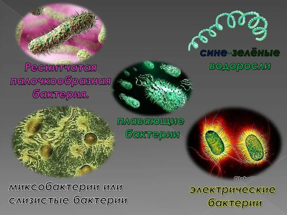Бактерии сообщение кратко. Бактерии окружающий мир. Презентация на тему бактерии. Информация о микробах. Окружающий мир микробы.