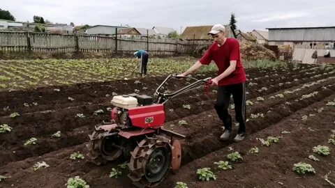 Как окучивать картошку вручную