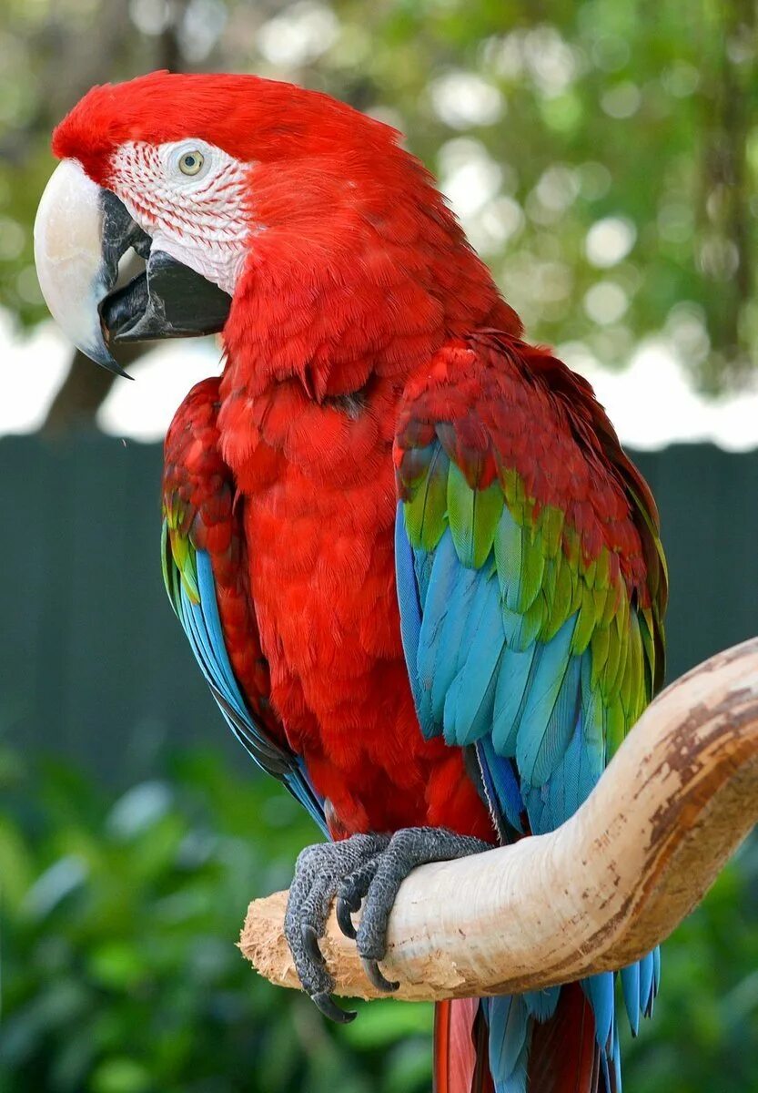 Большой цветной попугай. Попугай ара. Попугай Паррот. Ара ара попугай. Сельва попугай ара.
