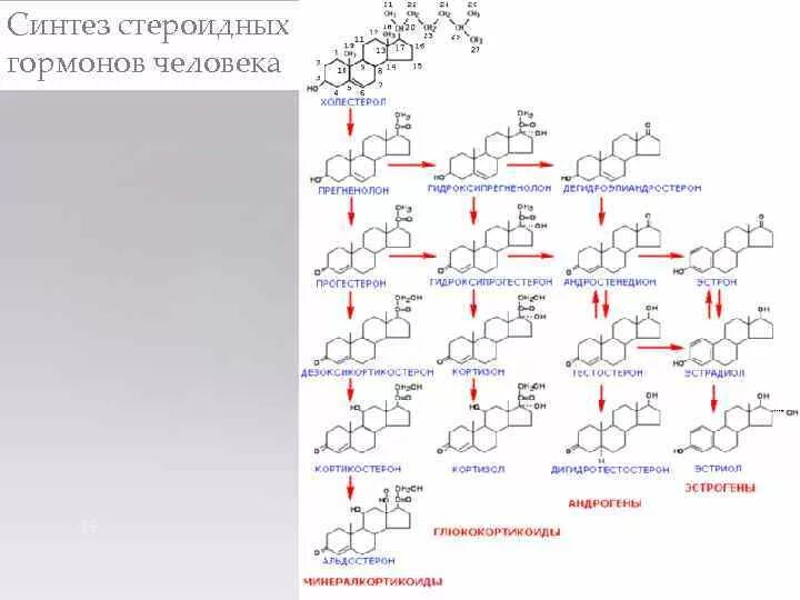 Участвуют в синтезе гормонов. Холестерин Синтез стероидных гормонов. Схема синтеза стероидных гормонов биохимия. Синтез стероидных гормонов из холестерина схема. Схема синтеза стероидных гормонов.