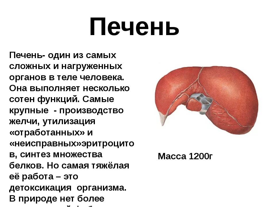 Функции печени человека. Интересный факт о работе печени. В которых любому органу будет