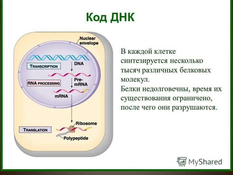 Днк находится в каждой клетке. Генетический код ДНК. ДНК И РНК вирусы. Генетический код Биосинтез белка 10 класс. Синтез белка на рибосомах.