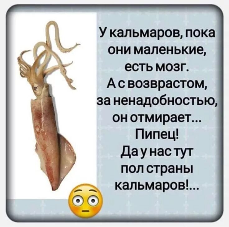 Как выглядит мозг у кальмара Squid beak insight shifts chitosan composites up the pecking order Squid beak, S