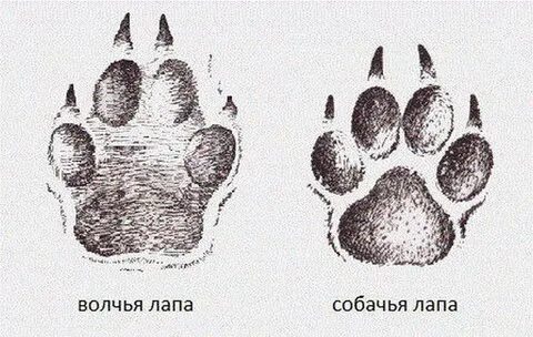 Следы волка и собаки как отличить