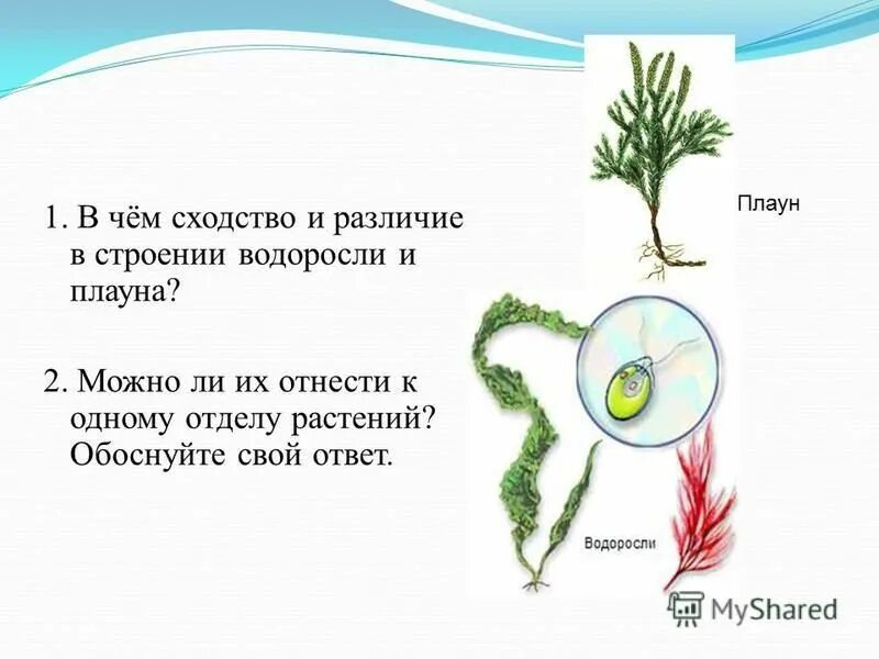 Папоротник в отличие от водорослей имеет. Мхи и водоросли сходства и различия. Сходство мхов и водорослей. Строение мха и водоросли сходство и различия. Сравните строение мха и водоросли.