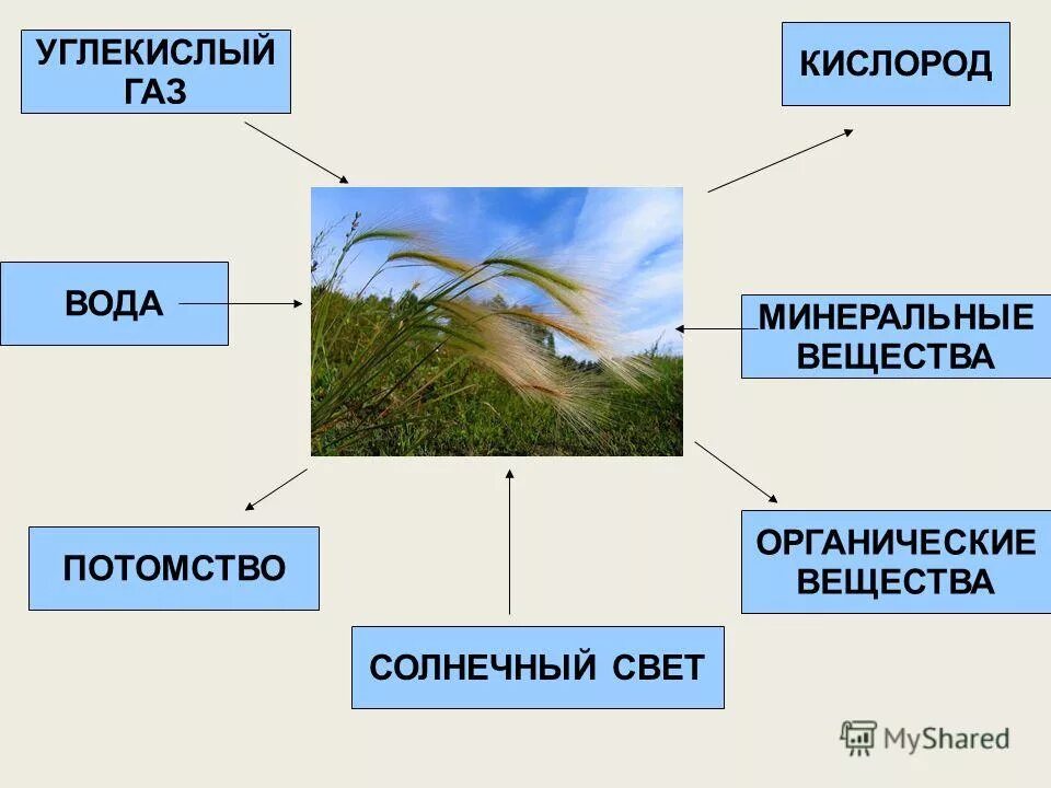 фотосинтез у растений. фотосинтез листа схема. минеральные вещества кислород углекислый. питание растений органическими веществами. минеральные вещества кислород углекислый.