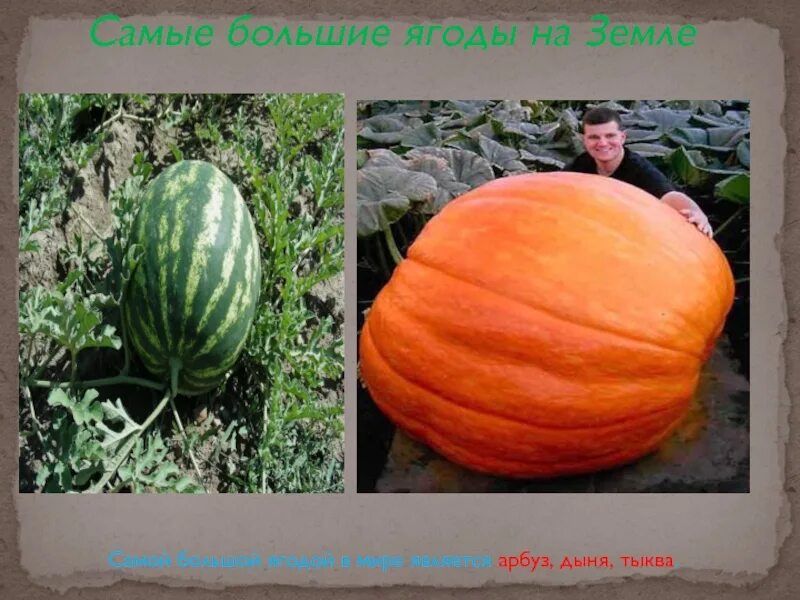 Самая большая ягода на земле. Арбуз 159 кг. Самый большой арбуз в мире вес. Бахчевые: арбуз, дыня, тыква. Самая большая ягода на земле.