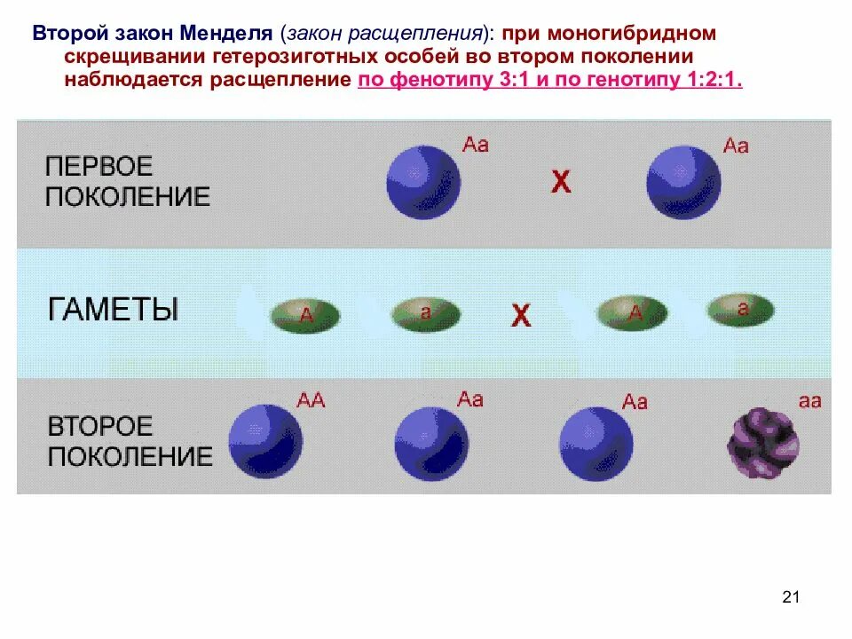 Второй закон Менделя при моногибридном скрещивании. Закон расщепления при моногибридном скрещивании. Расщепление по фенотипу при моногибридном скрещивании. Расщепление 3 к 1 наблюдается при скрещивании.