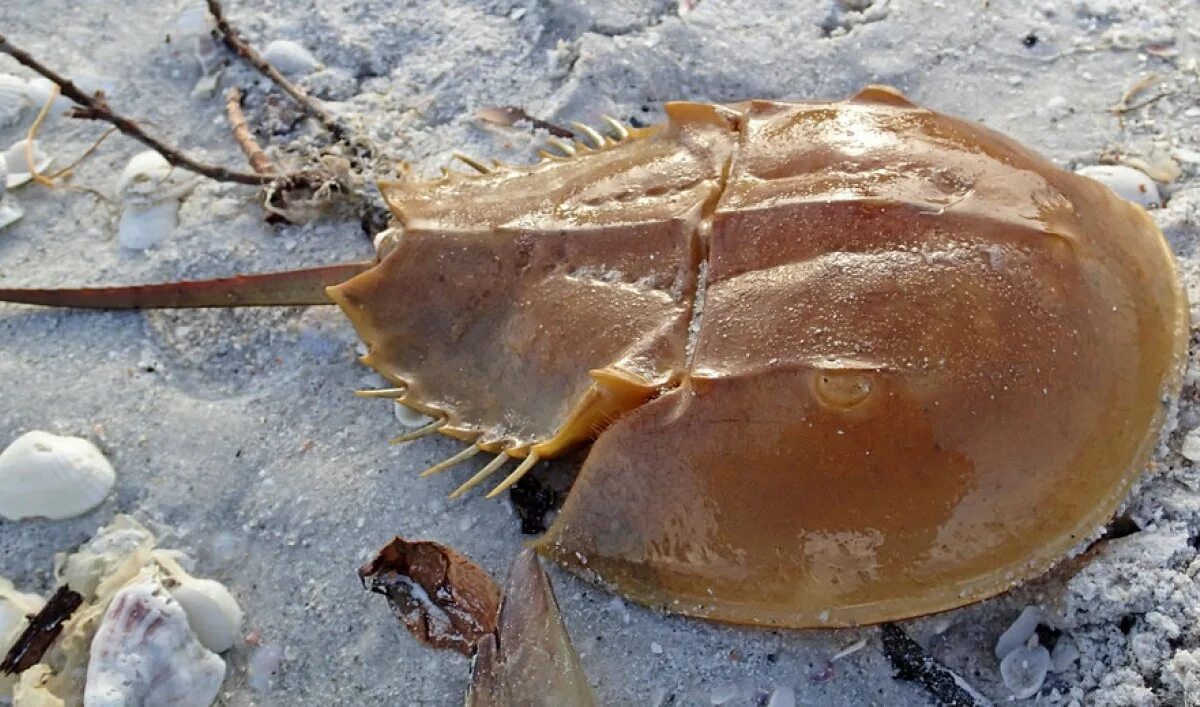 Трилобит мечехвост. Панцирный мечехвост. Мечехвост (Limulus). Краб мечехвост. Кровь краба