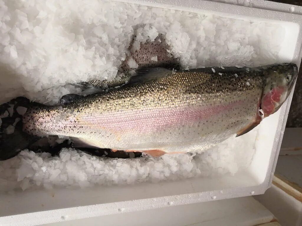 форель радужная потрошеная. форель из карелии. форель из карелии розовая. красная рыба из карелии. форель карельская озерная.