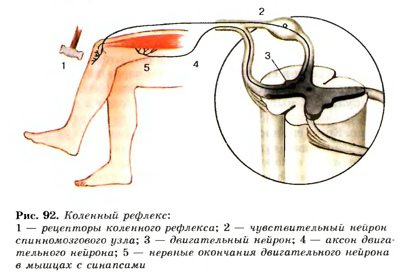 Рис 125 коленный рефлекс. Коленный рефлекс рисунок 125. Дуга коленный коленный рефлекс. Рефлексы спинного мозга коленный рефлекс.