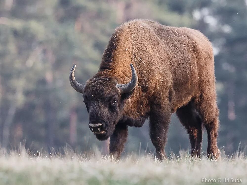 Русский бизон. ЗУБР Bison bonasus. Самка зубра. ЗУБР Дальневосточный. Европейский ЗУБР.