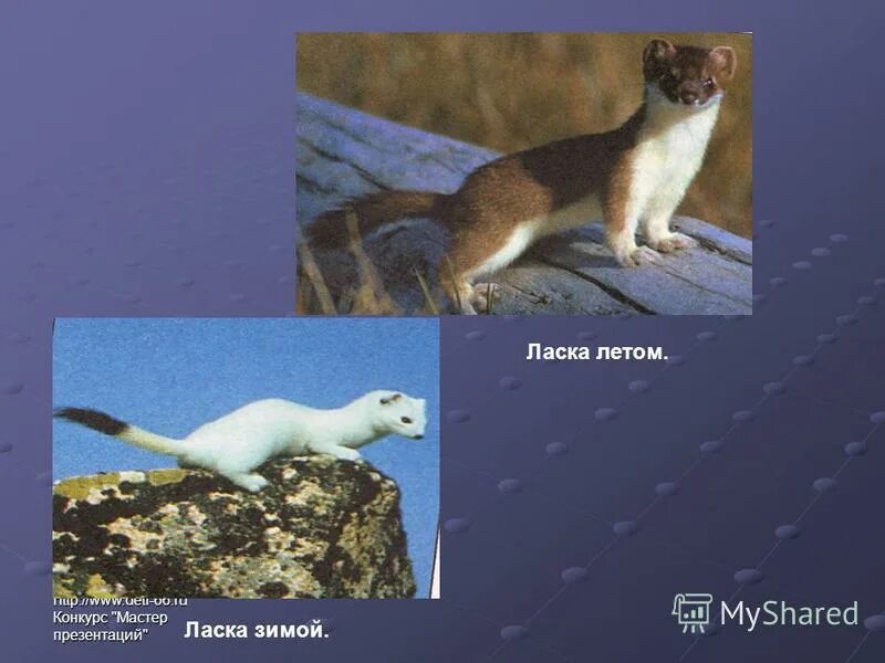 Доклад про ласку. Доклад про ласку. Рассказ о ласке. Ласка презентация. Информация о ласке.