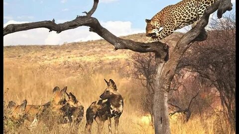 Wildlife videos