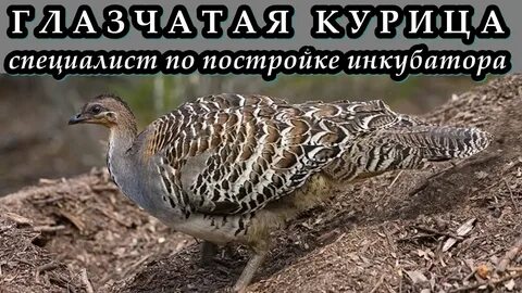 Сорная курица это