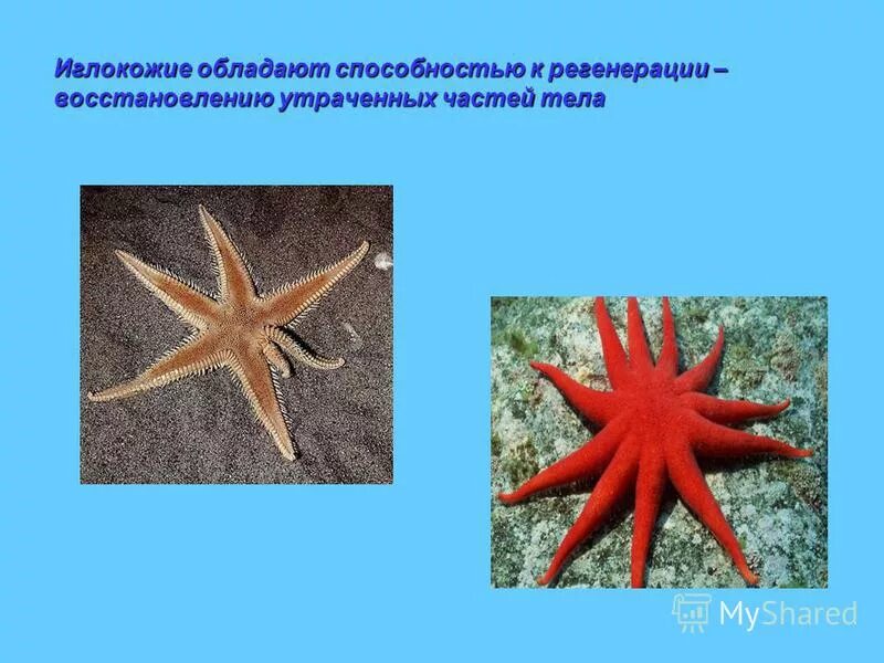 Царство иглокожие. В каком ряду названы иглокожие. Царство иглокожие. Иглокожие названия животных. В каком ряду названы иглокожие.