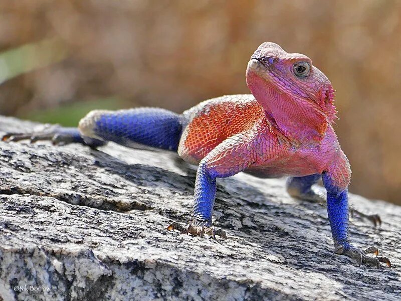 я рисую розовых ящериц. я рисую розовых ящериц. я рисую розовых ящериц. розовый ящер. геккон эублефар лапы.