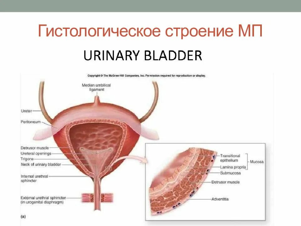 Болит полный мочевой пузырь. Стенки мочевого пузыря анатомия. Мочевой пузырь – Vesica urinaria. Строение мочевого пузыря анатомия. Мочевой пузырь в разрезе.