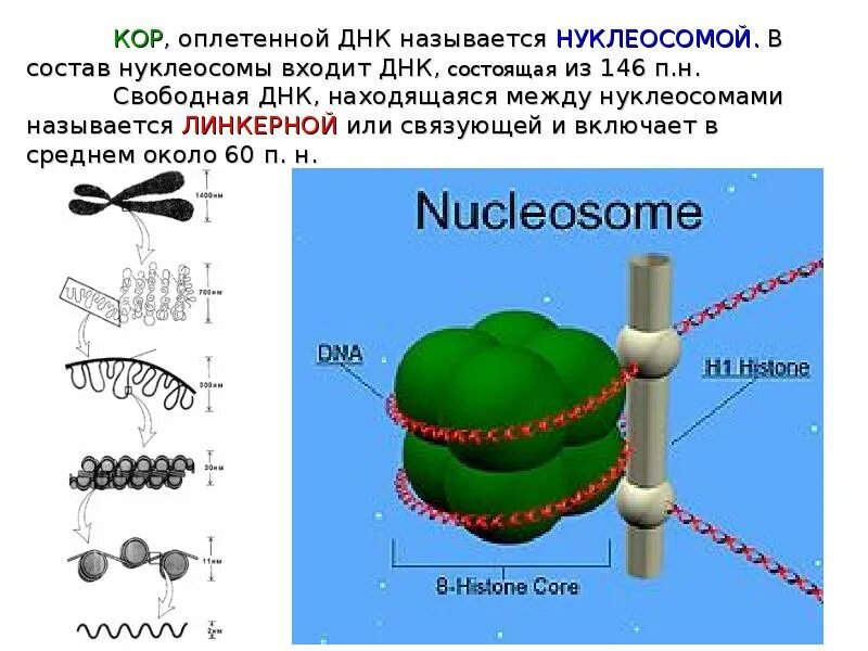 Нуклеосомы гистоны. Строение нуклеосом. строение нуклеосомы биохимия. нуклеосомная структура днк. структурные элементы нуклеосомы.