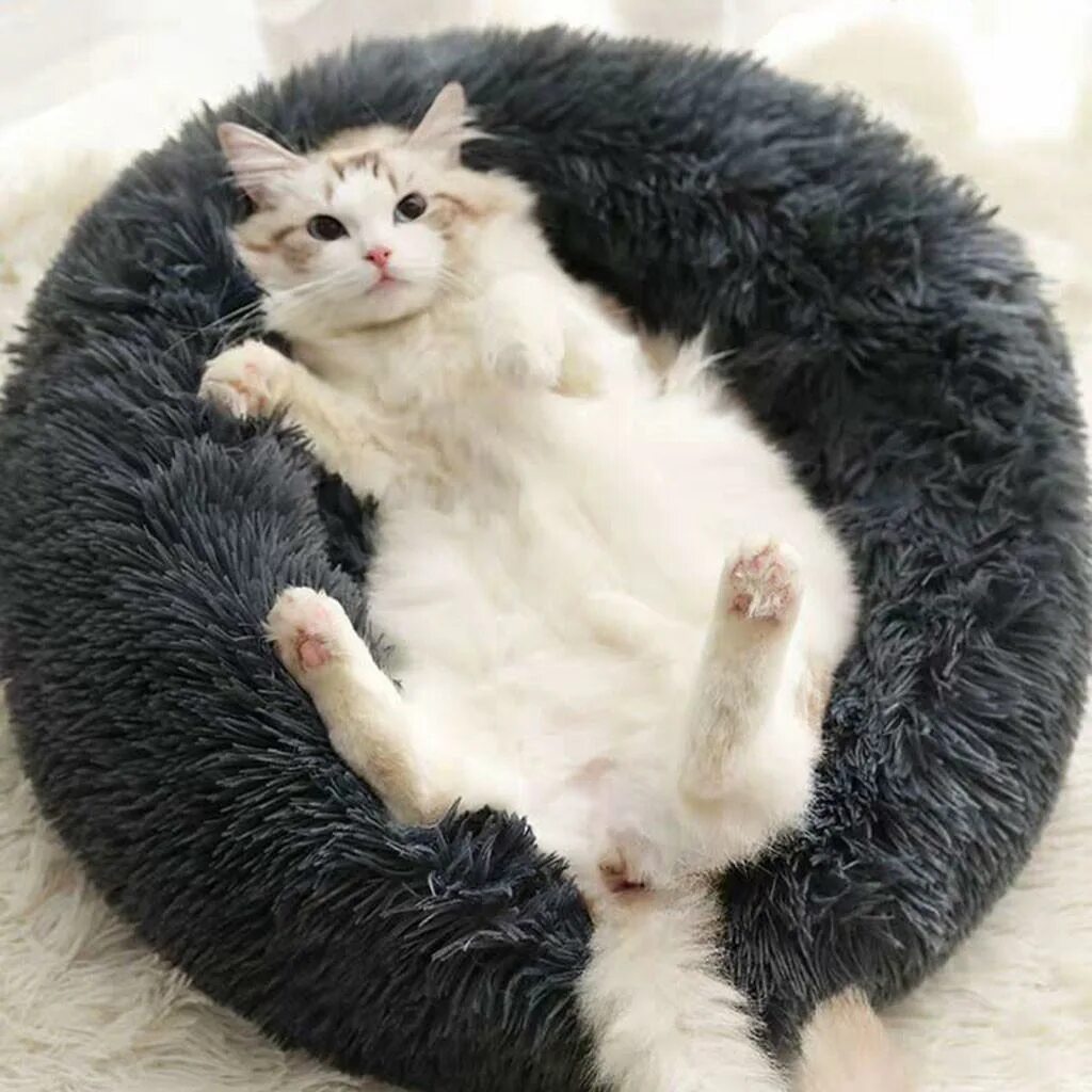 Round cat. Котята в гнезде. Собака на кровати зимний.