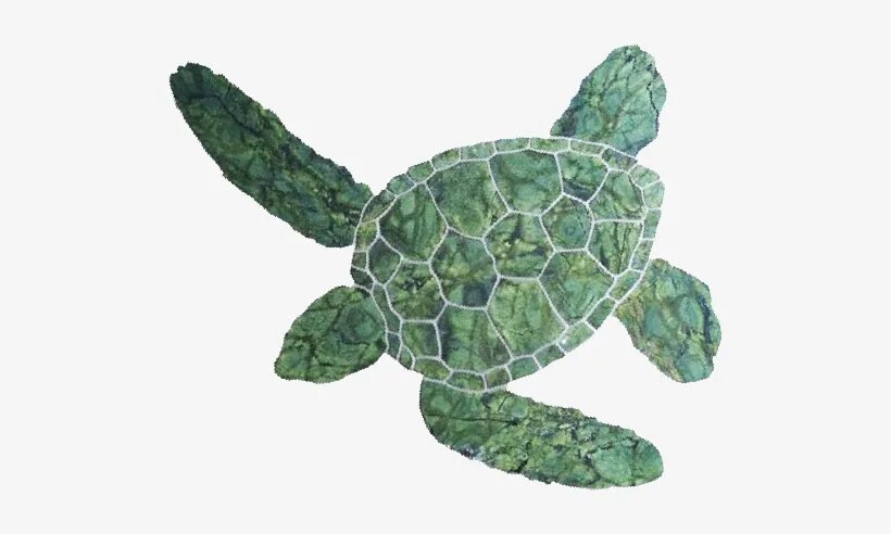 Зеленая (суповая морская черепаха). Turtle green colour. Turtle green colour. Черепаха мультяшная. Морская черепаха.