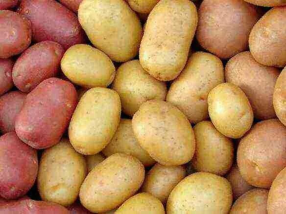 Купить картошку с доставкой. Картофель желтый. Картофель красный. Картофель красно желтый. Домашний картофель желтый.