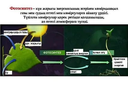 Жетілген ресейлік әйелдердің жеке фотосуреттері