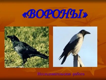 Ворона перелетная птица