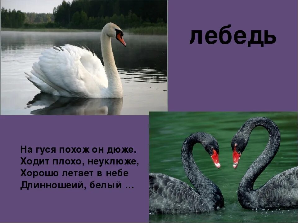 Рассказ про лебедя. Загадка про лебедя. Энциклопедия про лебедей. Лебедь для презентации.