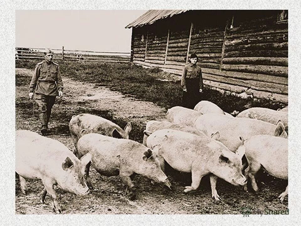 лпх. свинарник ферма ссср. подсобные хозяйства колхозников. корова в годы вов. домашнее хозяйство.