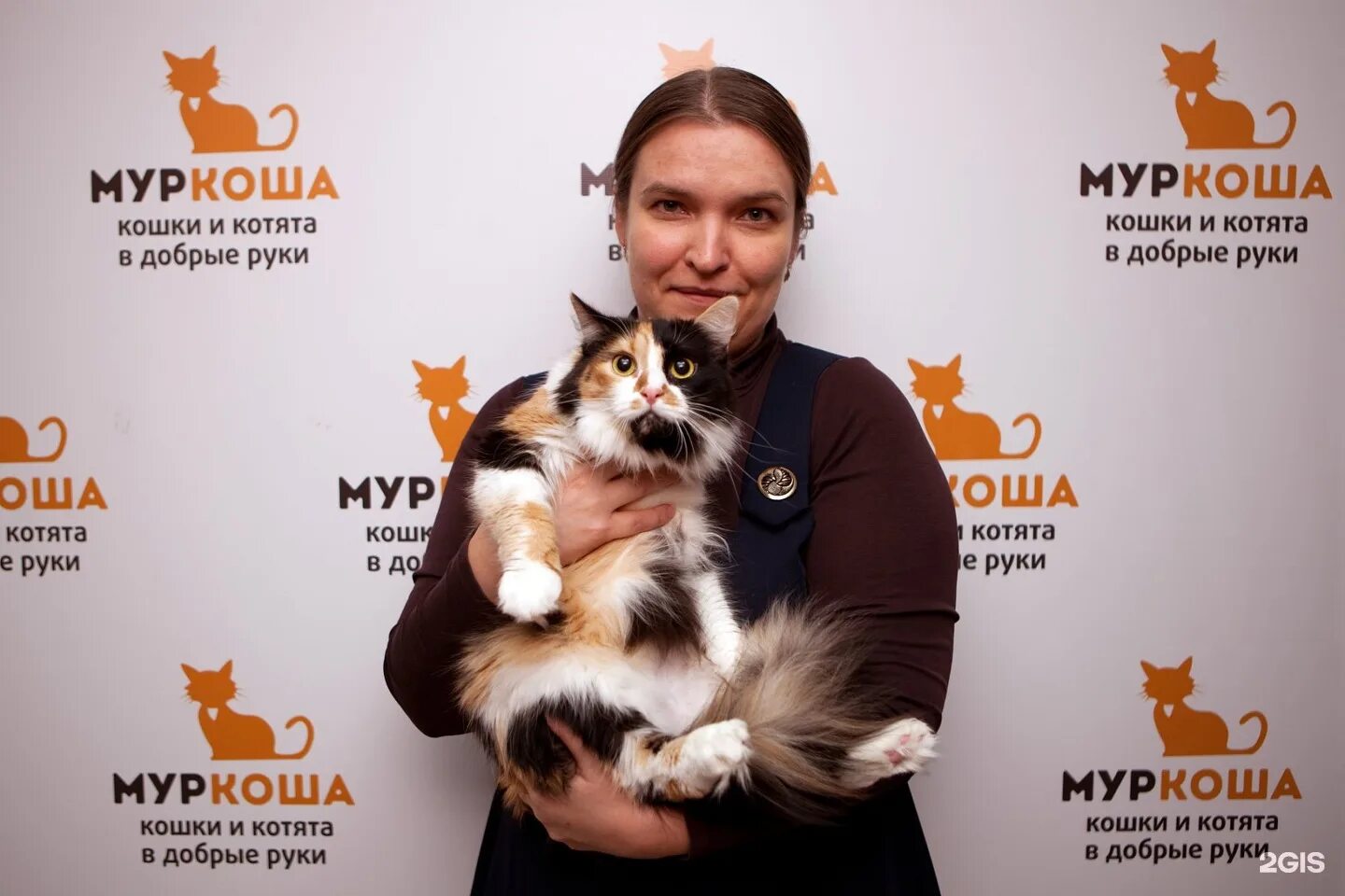 Приют Муркоша. Муркоша частный приют для кошек. Муркоша кошки и котята в добрые руки. Сайт приюта кошек муркоша