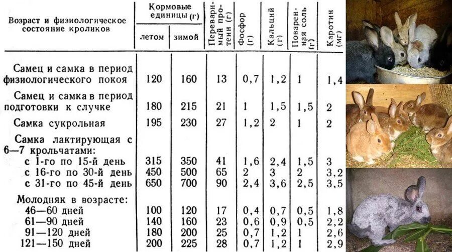 Сколько весит самка. Суточный рацион кормов для кроликов. Схема кормления кроликов. Рацион питания кроликов мясных пород. Таблица кормления кроликов.