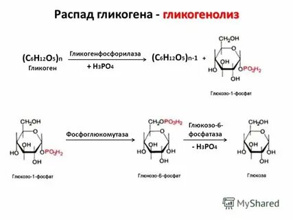Распад гликогена в печени гормон