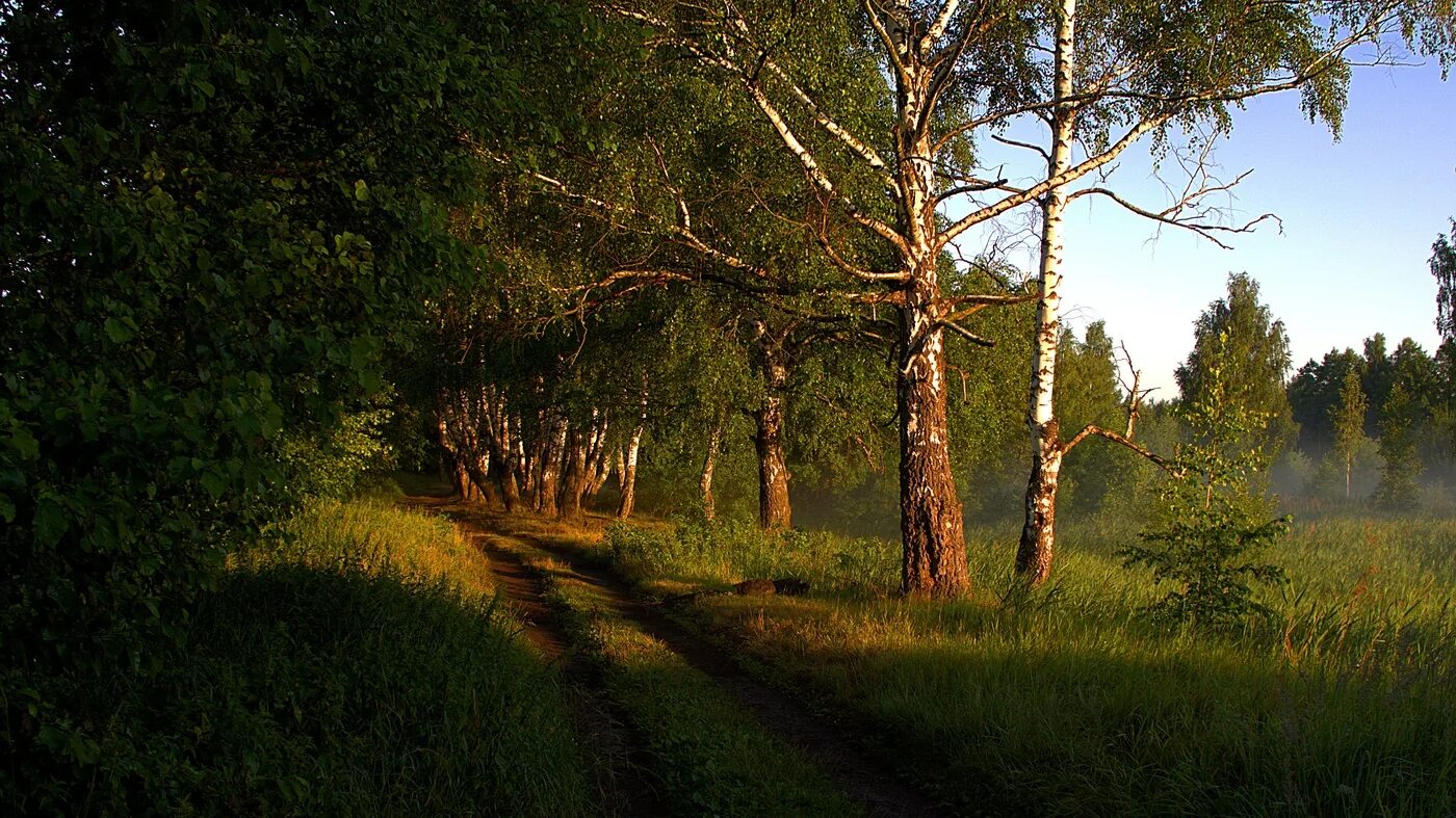 Лес ранней весной. Березовая роща самара. Ранний роща. Березовый лес весной. Липовая роща весной.
