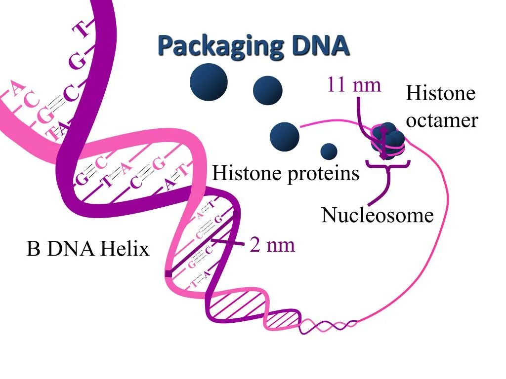 Histon. Histone Protein. Nucleosome. B-Helix DNA.