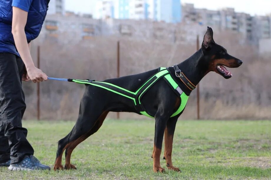 Жилет зкс 3 для добермана. Щенок пинчера ошейник. Доберман шлейка k9. Шлейка алиэкспресс. Шлейка для цвергпинчера.