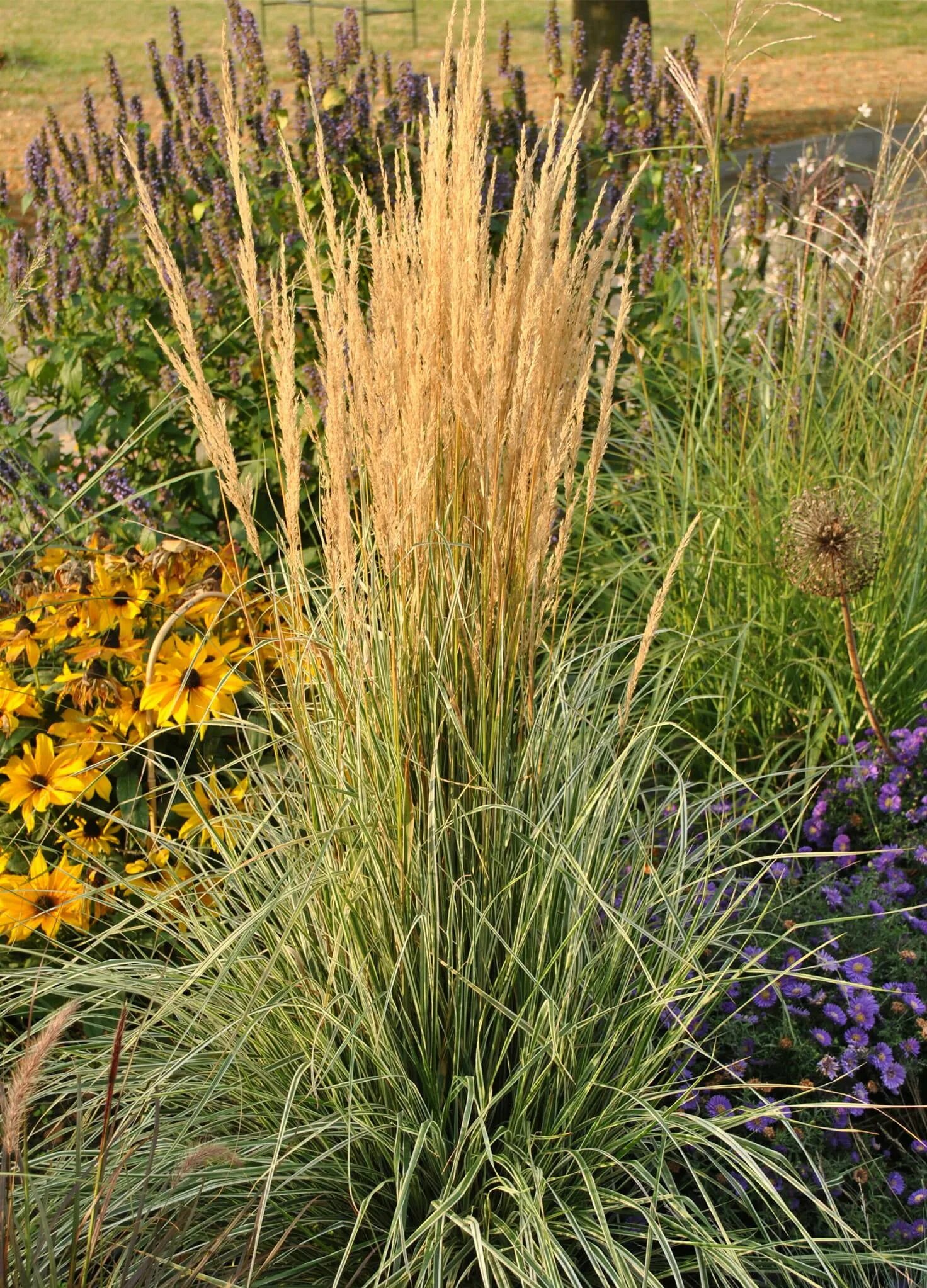 Вейник Calamagrostis Overdam. Вейник остроцветковый "Overdam" (Овердам). Вейник остроцветковый. Вейник овердам