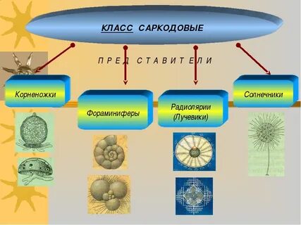 Виды саркодовых