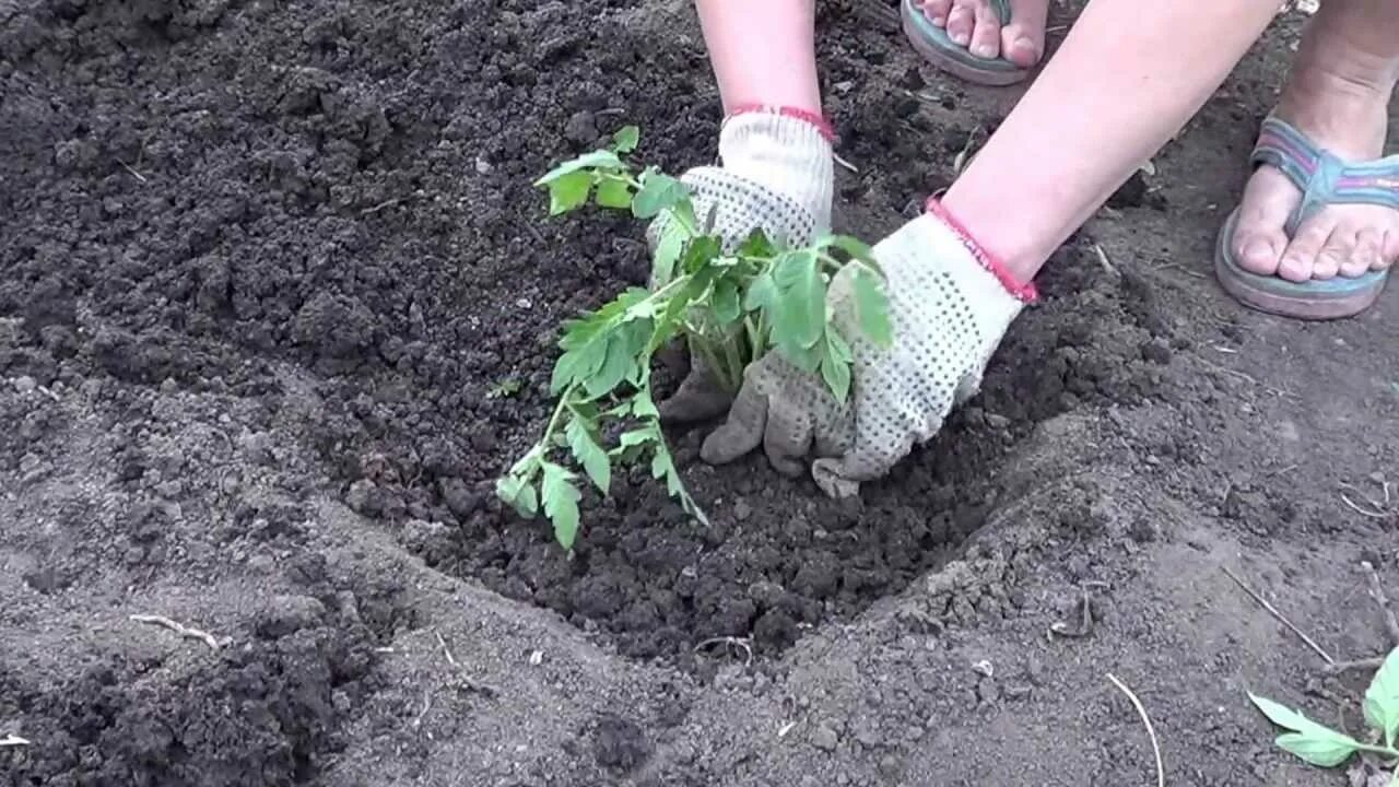 Покажи видео как сажать. Высадка томатов в открытый грунт. Высаживание томатов. Высаживание томатов в грунт. Сажаем помидоры в открытый грунт.