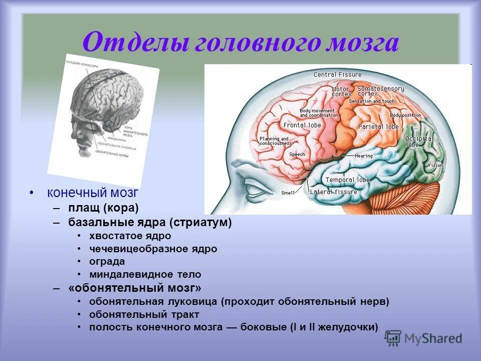 Обонятельный мозг. Отделы конечного мозга. Конечный мозг. Отдлкы конечного мозга. Функции конечного мозга головного мозга.