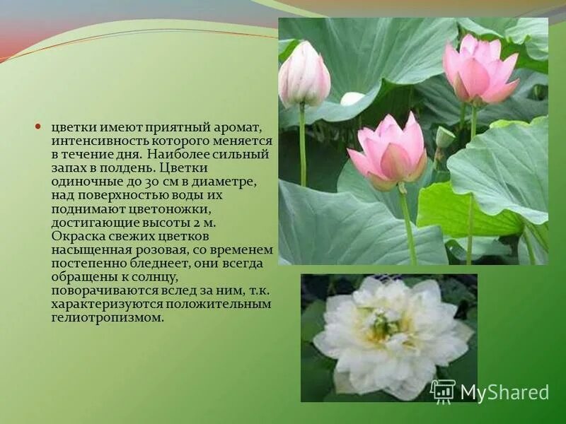 одиночные цветки примеры. Hesperantha coccinea. красивые цветы. Anemones цветы синие. одиночный цветок и соцветие.