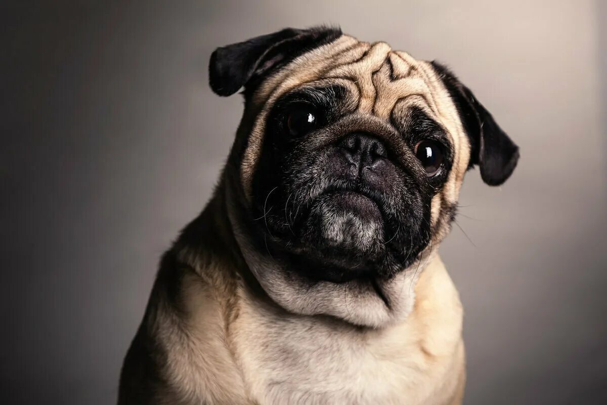 Pug собака. Мопс. мопс породы собак. мопс порода мопс. собака мопс собака мопс.