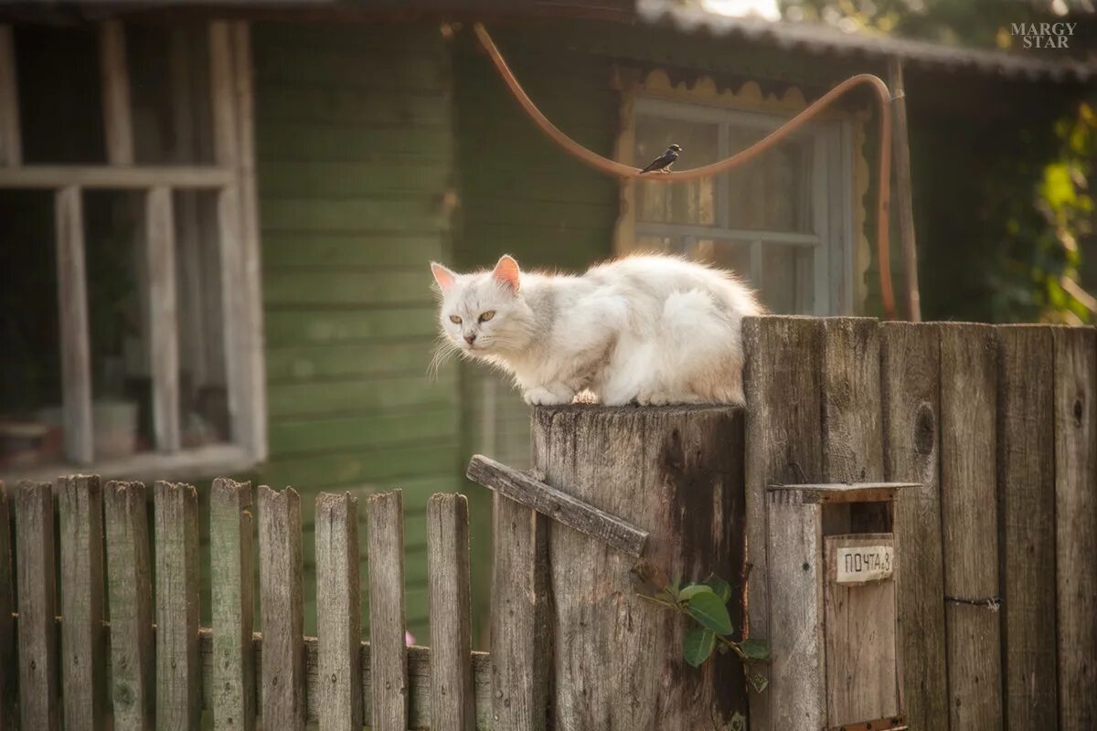 кошка в деревне. мы видим деревенского кота. деревенские коты и кошки. деревенский кот. кот в деревне.