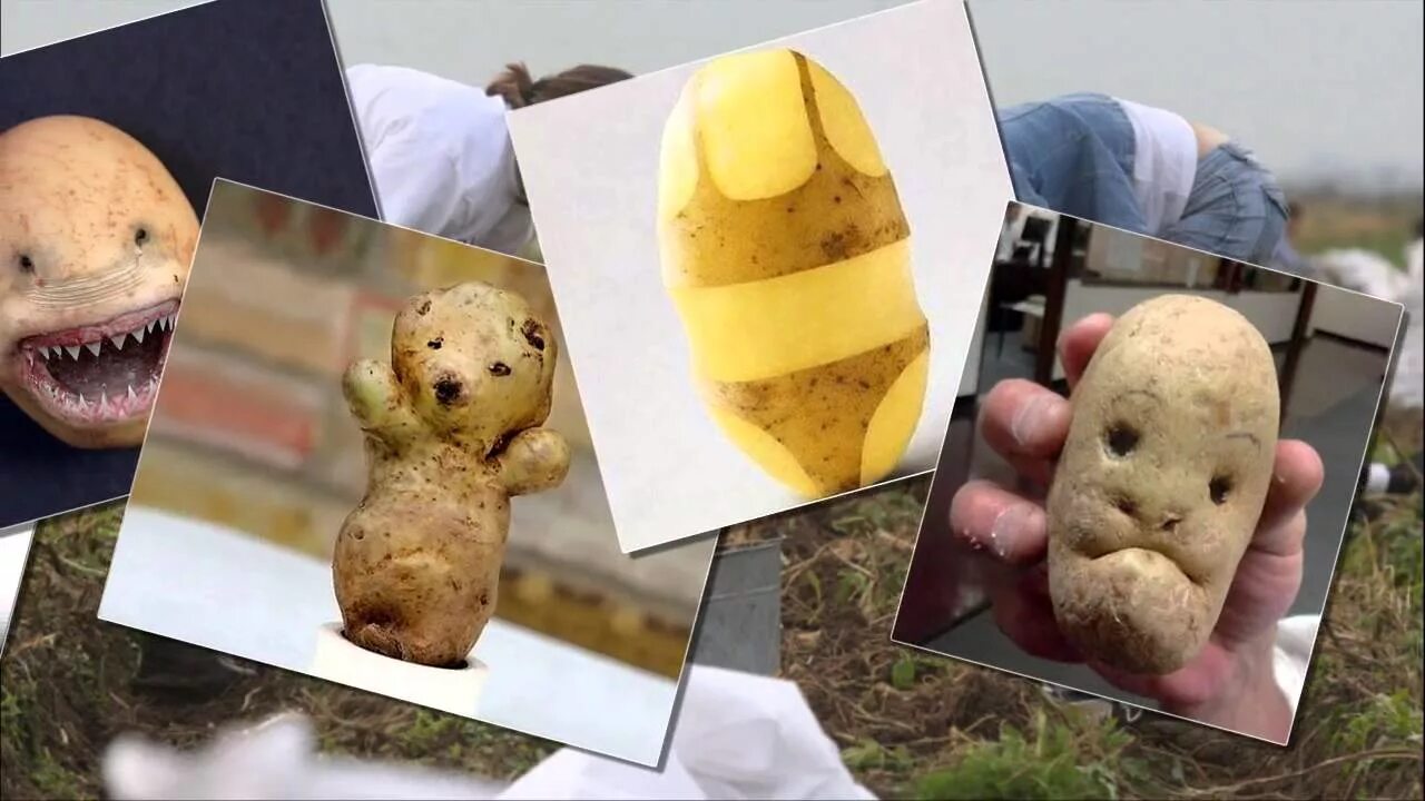 Включи про картошку. Ах картошка объеденье пионеров. Картошка объедение. Картошка-картошка пионеров идеал. Композиция на картошка.