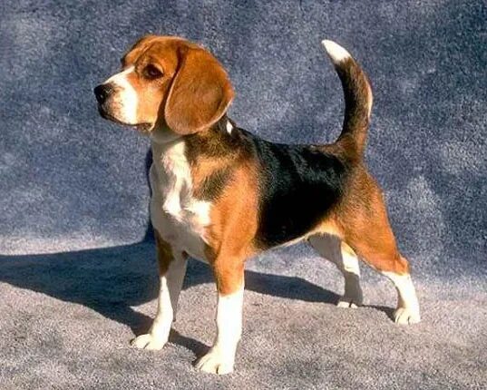 The Basenji dog is the only dog that is not able to bark. Basenji puppy, Basenji