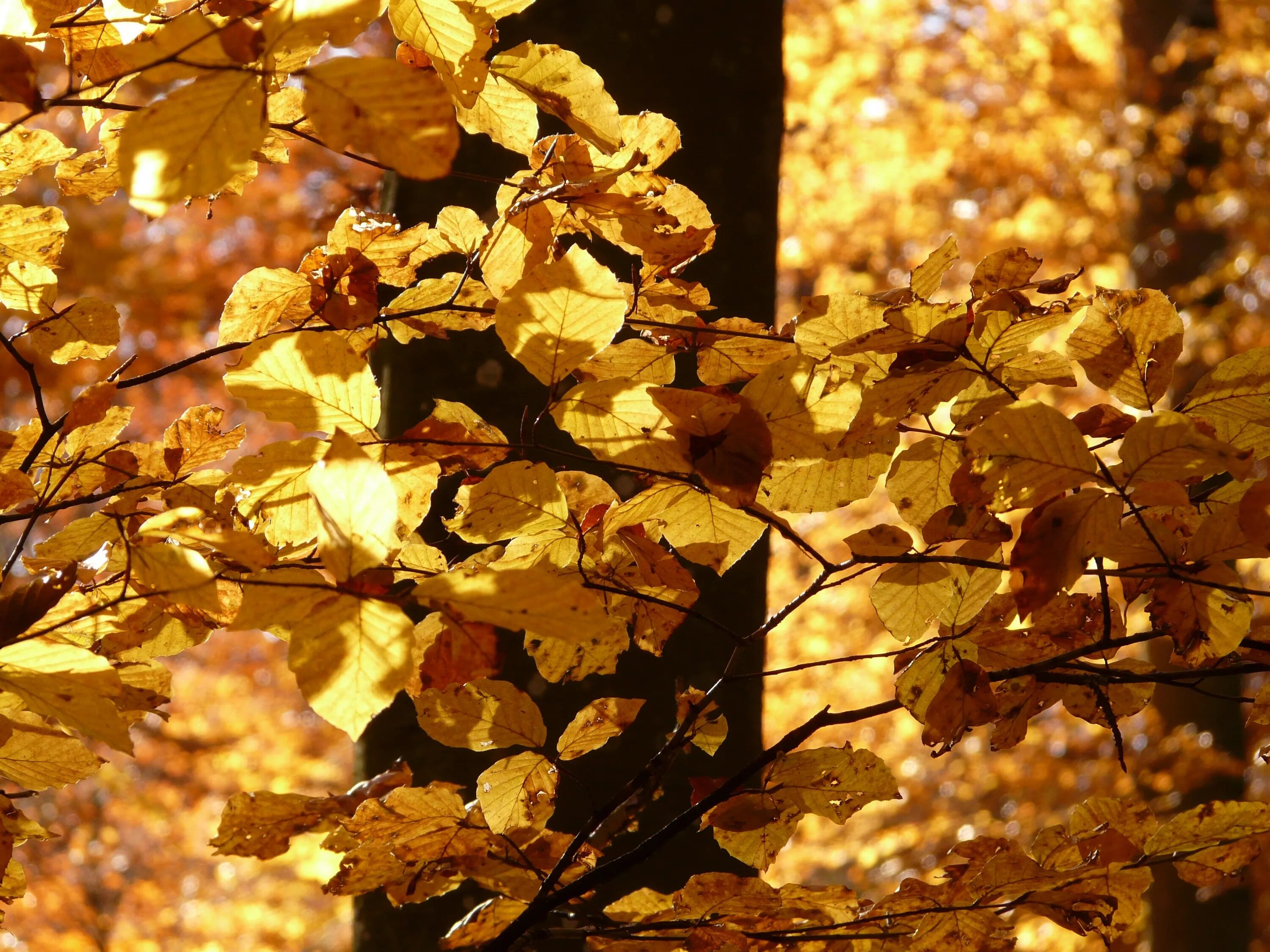 Лист осенний золотист. Листья золотые. Золотистая листва. Золотое дерево. Золотая осень листья.