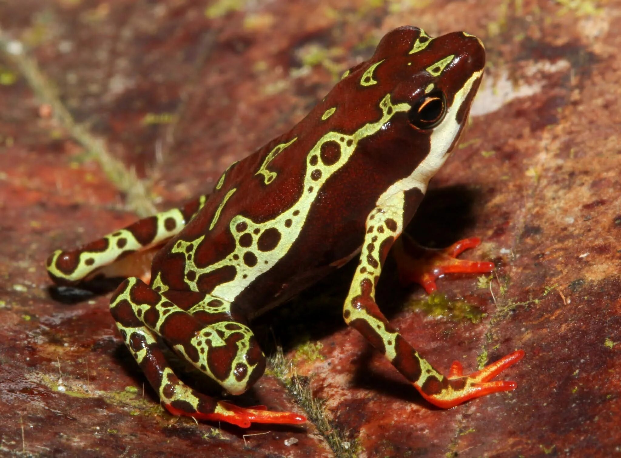 Лягушка арлекин квакша. Жаба арлекин. Жаба арлекин 6. Золотой ателоп лягушка в дикой природе. Лягушка арлекин квакша.