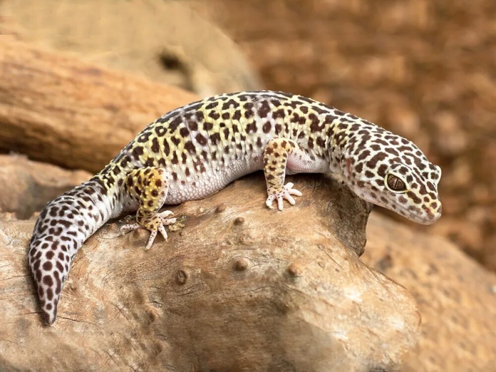 Пятнистый эублефар. Пятнистый леопардовый эублефар. Ящерица геккон эублефар. Геккон пятнистый эублефар. Леопардовый геккон эублефар.