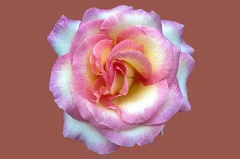Rose noble