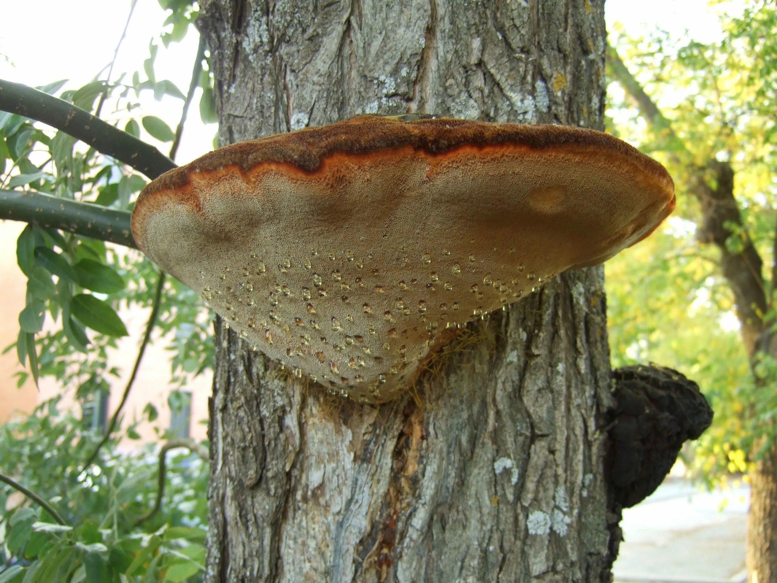 Трутовик чешуйчатый cerioporus squamosus. Трутовик литшауэра. Гриб трутовик. Фунгус древесный гриб. Трутовик сернисто жёлтый.